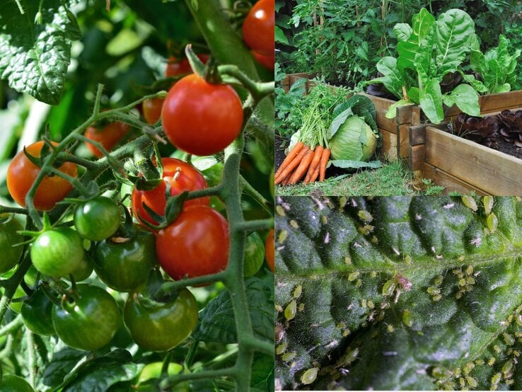 Reife und unreife Kirschtomaten hängen dicht an einem sonnenbeschienenen Strauch mit sattem Blattgrün.