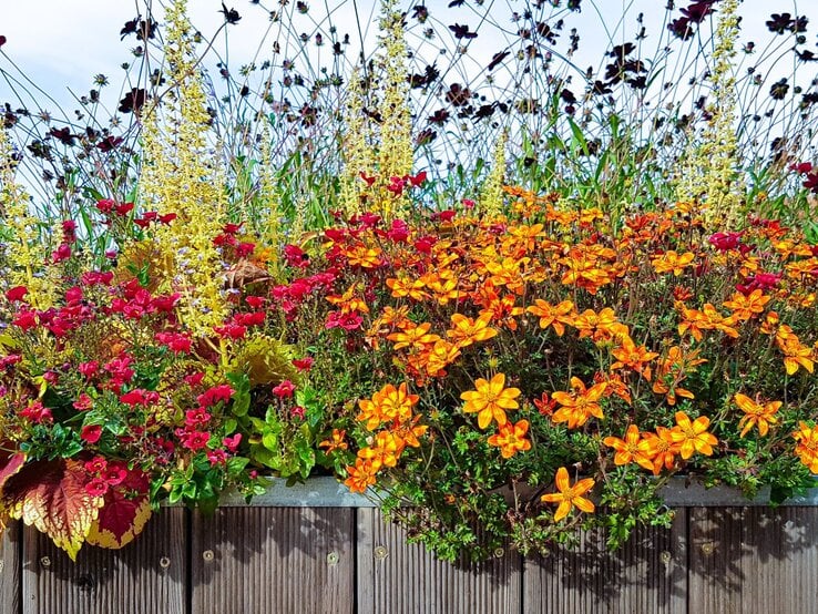 Bunter Blumenkasten mit leuchtend orangefarbenen, roten und gelben Blüten vor zartem Gras und hellem Sommerhimmel.