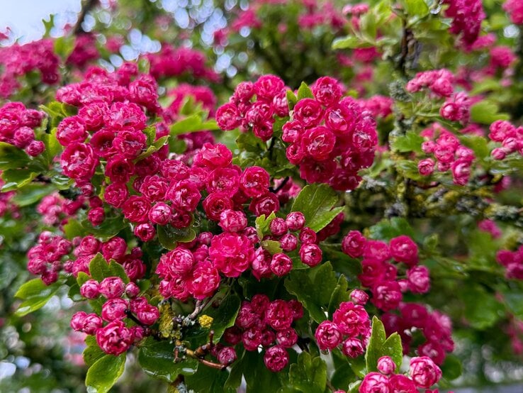 Dicht stehende, rosarote Blütenbüschel des Rotdorns leuchten zwischen glänzenden, gezackten Blättern im frischen Frühlingslicht. | © Shutterstock/KristineRiba