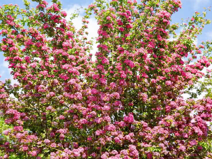 Ein prächtig blühender Rotdornbaum mit unzähligen pinken Blütenbüscheln vor blauem Himmel mit weißen Wolken.