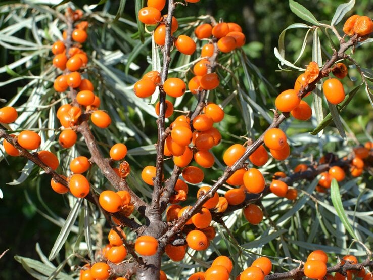 Leuchtend orange Sanddornbeeren hängen dicht an braunen Zweigen mit silbrig-grünen, schmalen Blättern im Sonnenlicht. | © Shutterstock/Orest lyzhechka