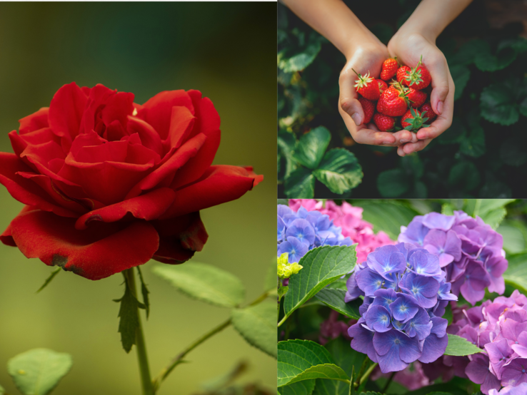 Rote Rose im Vordergrund, Kinderhände mit Erdbeeren oben rechts, unten links blühen violette und rosa Hortensien im Garten.