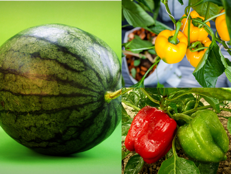 Reife Wassermelone auf grünem Untergrund, daneben gelbe, rote und grüne Paprikas glänzend an ihren Pflanzen.