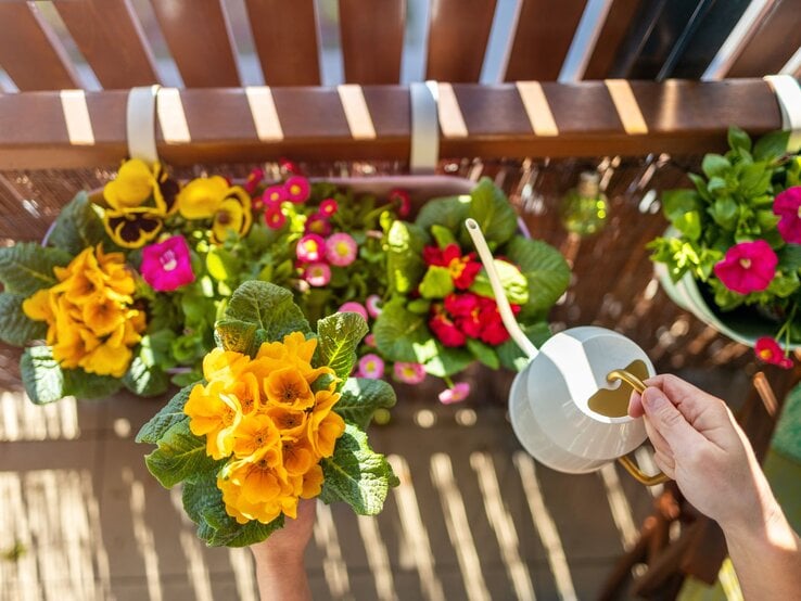 Farbige Frühlingsblumen in Balkonkästen werden bei hellem Licht von Hand mit einer weißen Gießkanne gegossen.