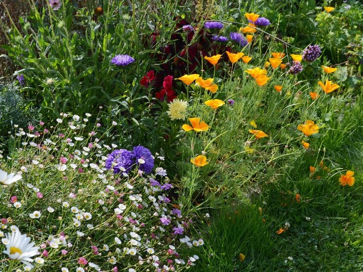 Bunte Sommerblumen in Gelb, Lila, Weiß und Rosa blühen dicht an dicht in einem sonnigen Garten mit sattgrünem Gras.