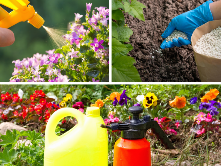 Gelber Zerstäuber sprüht Wasser auf violette Blüten, daneben düngt eine behandschuhte Hand Erde mit weißen Körnern.