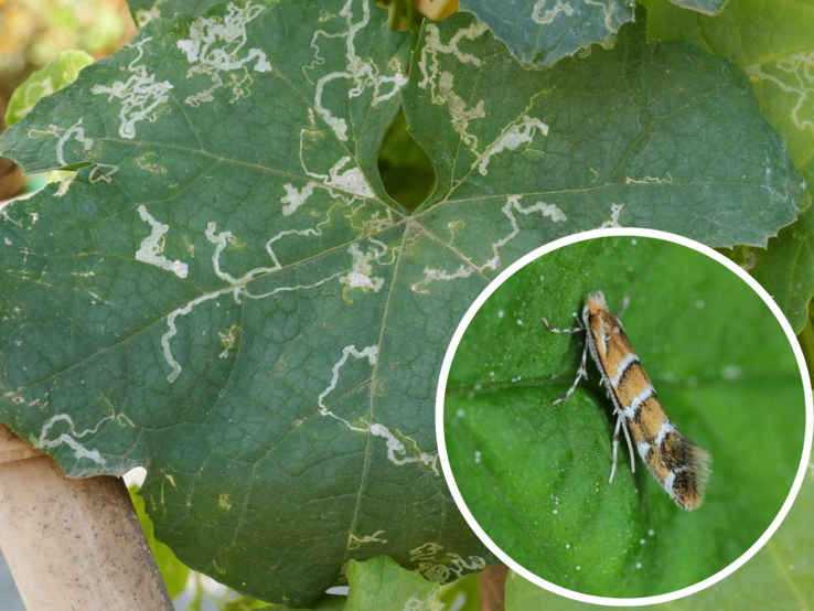 Stark beschädigtes Kürbisblatt mit typischen weißen Fraßgängen durch Miniermotten, daneben Nahaufnahme einer orange-braunen Motte.