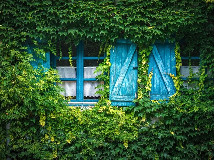 Drei blau gestrichene Holzfenster mit geschlossenen Läden sind von dichtem, grünem Efeu fast vollständig umwachsen.