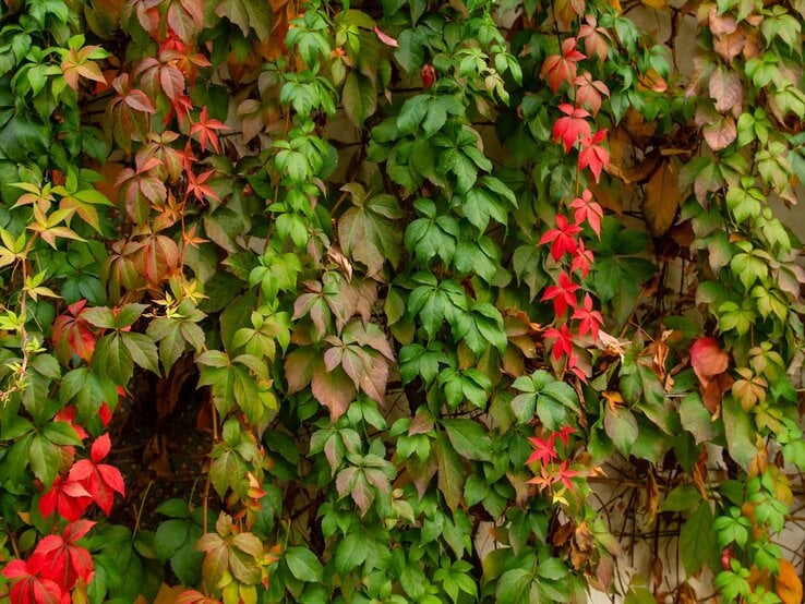 Rankende Weinreben mit grünem, rötlichem und herbstlich braunem Laub bedecken dicht eine helle Hauswand im sanften Licht. | © Shutterstock/jessicahyde