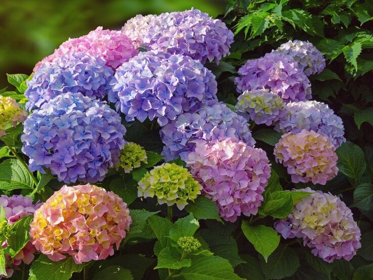 Üppige Rispenhortensien Büsche mit dicht gedrängten Blüten in Rosa, Blau, Lila und Gelb vor sattgrünem Laub im Sonnenlicht.