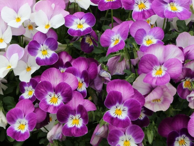 Nahaufnahme blühender Hornveilchen in Lila-, Rosa- und Weißtönen mit kontrastreichen gelben Augen.