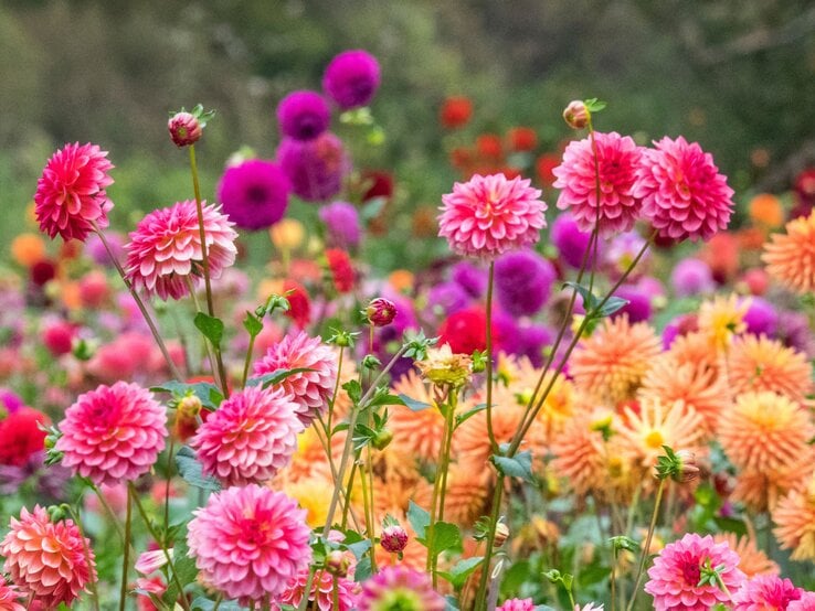 Üppige Dahlien in Pink, Lila und Apricot blühen auf langen Stielen in einem farbenfrohen Sommergarten.