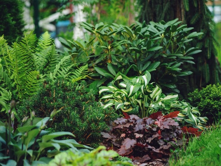 Verschiedenfarbige Blattschmuckpflanzen wachsen dicht an dicht vor dunklen Nadelgehölzen in einem gepflegten Ziergarten.