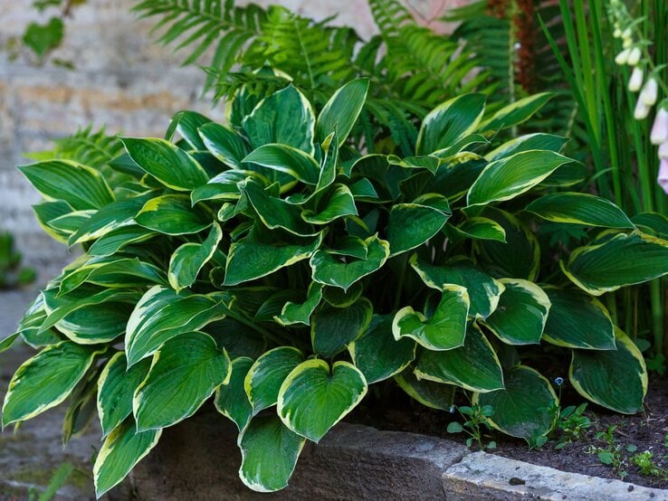 Üppige Funkie mit grün-gelb gerandeten Blättern wächst dicht an einer Natursteinmauer neben Farnen und Ziergräsern. | © Shutterstock/Flower_Garden