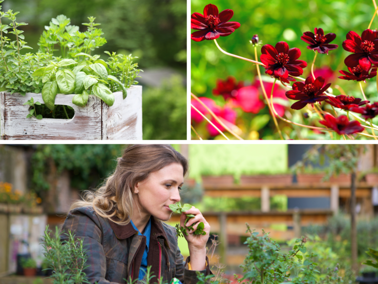 Junge Frau mit blonden Locken riecht konzentriert an frischem Basilikum in einer grünen Gartengärtnerei im Sommer.