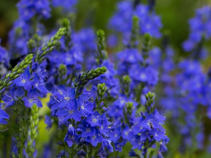 Leuchtend blaue Ehrenpreis-Blüten mit zarten Staubgefäßen blühen dicht an dicht vor unscharfem grün-violettem Hintergrund.