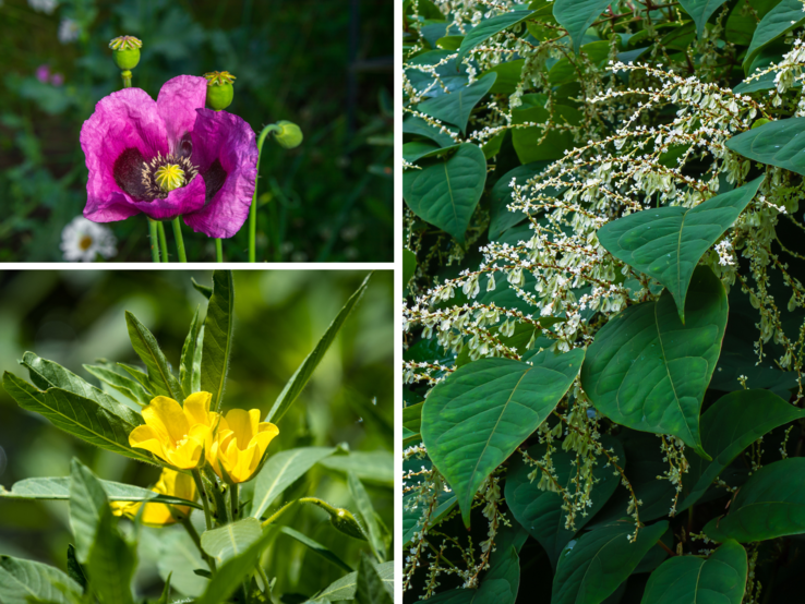 Drei verschiedene Blüten: violetter Mohn, gelbe Sumpfblume und weißer Japanknöterich mit üppigem Laub bei Sonnenlicht.Drei verschiedene Blüten: violetter Mohn, gelbe Sumpfblume und weißer Japanknöterich mit üppigem Laub bei Sonnenlicht.
