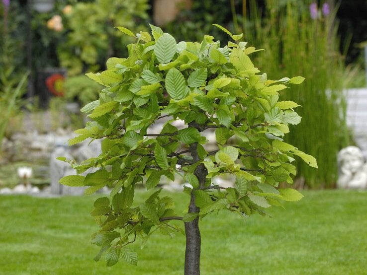 Kleiner, rundlich geschnittener Baum mit dichtem, frischem Laub auf gepflegtem Rasen vor Teich und Gartenskulpturen. | © IMAGO/blickwinkel