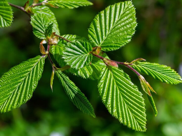 Frisch austreibende Hainbuchenblätter mit tiefen Blattadern glänzen im Sonnenlicht vor unscharfem grünem Hintergrund.