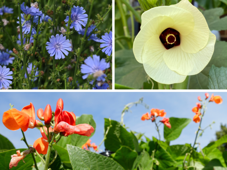 Drei Blumenarten: violette Zichorien, eine cremefarbene Okra-Blüte und leuchtend orange Feuerbohnen vor blauem Himmel.