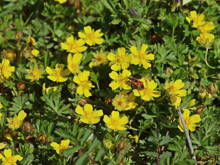 Eine rot-schwarze Feuerwanze sitzt auf leuchtend gelben Blüten mit grünen Blättern, eingerahmt von sonnigem Wildwuchs.