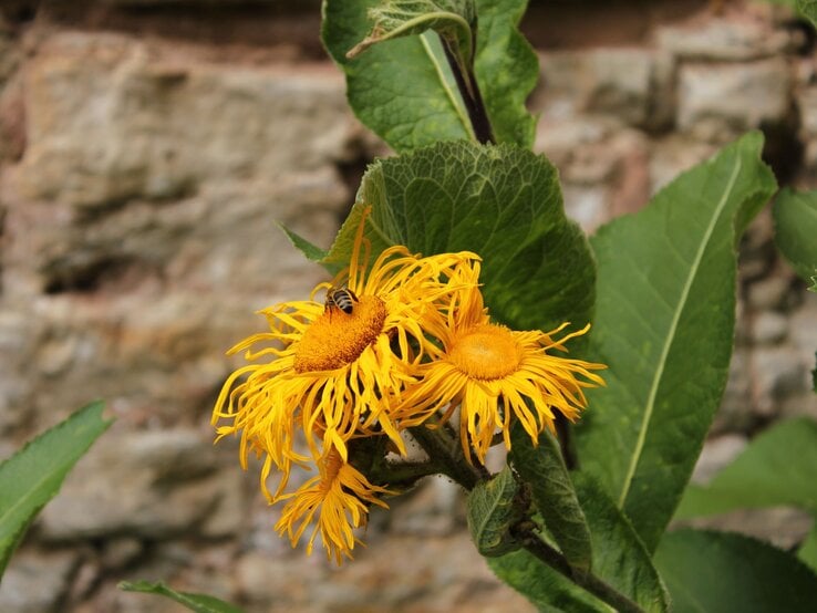 Zwei leuchtend gelbe Blüten mit fransigen Blütenblättern stehen vor grünen Blättern, während eine Wespe Nektar sammelt.