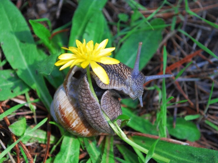 Eine Weinbergschnecke mit braunem Gehäuse kriecht über grünes Laub und trägt dabei eine leuchtend gelbe Blüte auf dem Haus.
