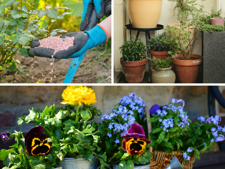 Eine Person mit blauen Gartenhandschuhen streut rosa Düngergranulat an Rosenpflanzen in lockerem Erdreich.