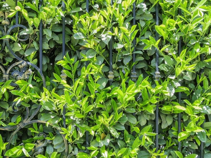 Dichtes, sattgrünes Blattwerk einer Hecke umrankt ein kunstvoll geschmiedetes, schwarzes Metallgitter im Sonnenlicht.