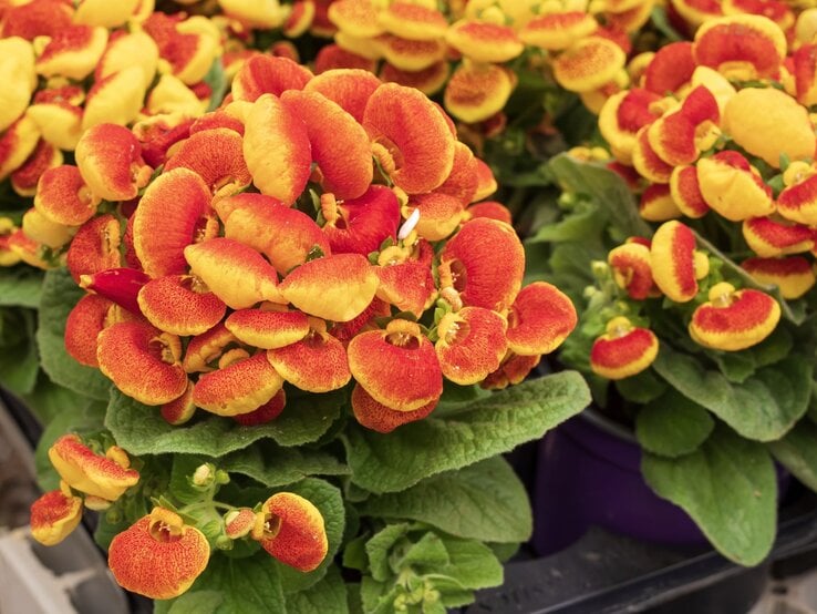 Leuchtend orange-gelbe Pantoffelblumen mit rundlichen Blüten wachsen dicht an dicht über kräftig grünen, samtigen Blättern. | © Adobe Stock/ Olha