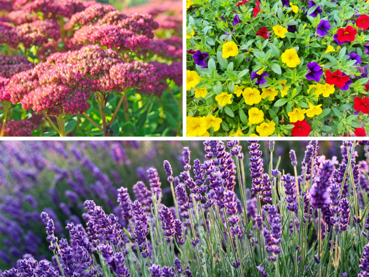 Üppige Stauden mit rosaroten Dolden, bunte Petunien und blühender Lavendel in voller Sommerpracht bei Sonnenlicht.