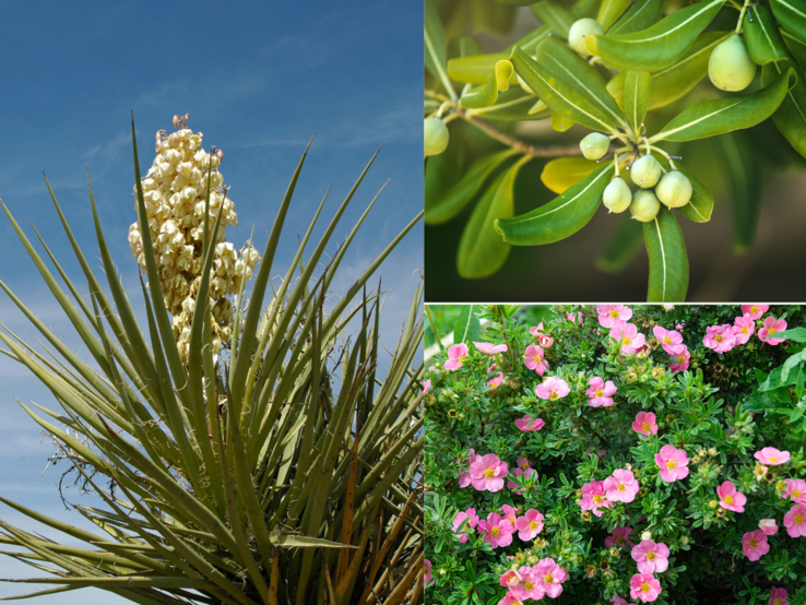 Große Yucca mit cremeweißer Blüte vor blauem Himmel, daneben Zweig mit grünen Beeren und Strauch mit rosa Blüten.
