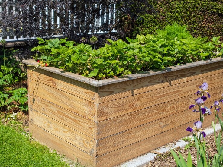 Sonnig bepflanztes Hochbeet aus hellem Holz mit üppigem Erdbeergrün, daneben blühende Iris und gepflegter Gartenrasen.