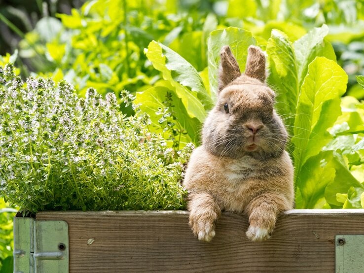 Flauschiges braunes Kaninchen lehnt mit den Pfoten an einem Hochbeet mit Thymian und Salat im sonnigen Garten.
