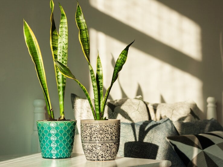 Sansevieria im Schlafzimmer