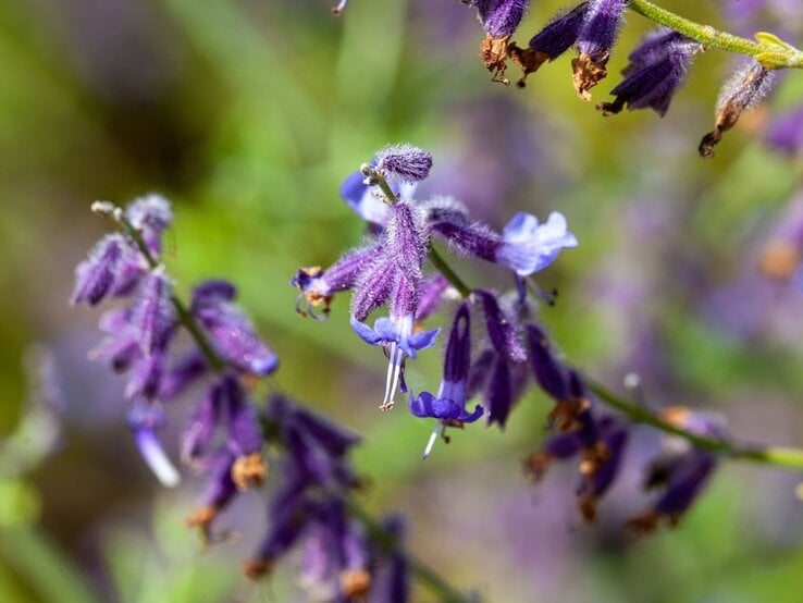 Nahaufnahme blühender, violett-blauer Salbeiblüten mit feinen Härchen vor unscharfem grünem Hintergrund. | © Shutterstock/ChWeiss