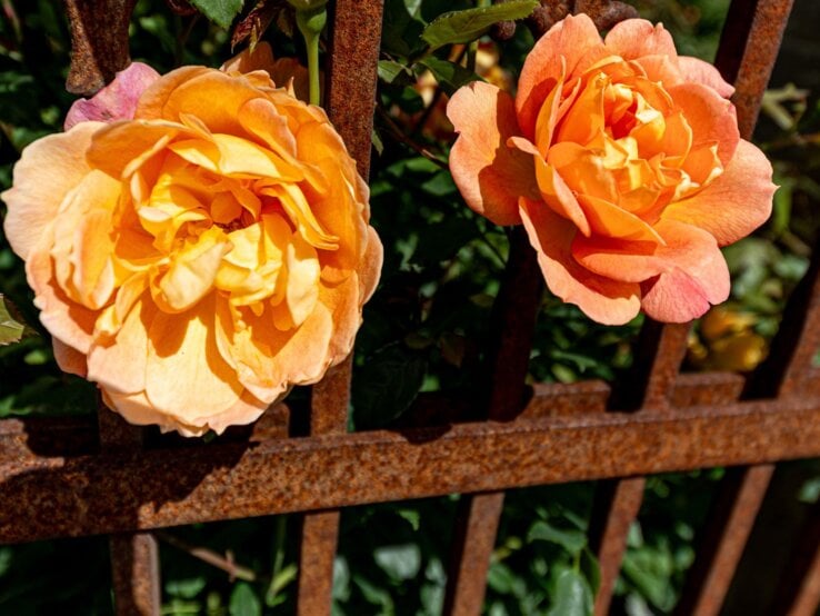 Zwei orangefarbene Rosen blühen leuchtend vor einem rostigen Eisenzaun in der Sommersonne, daneben geschlossene Knospen.