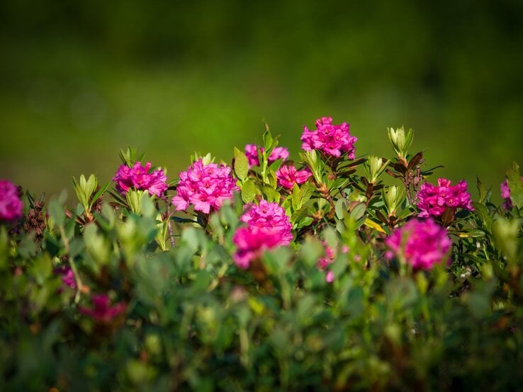 Leuchtend pinke Alpenrosenblüten zwischen grünen Blättern vor weich verschwommenem, dunkelgrünem Hintergrund. | © Shutterstock/DoreenB Photography