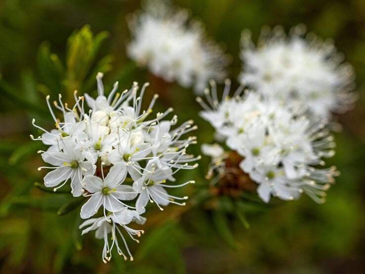 Nahaufnahme weißer Sumpfporstblüten mit langen Staubfäden vor unscharfem grünem Hintergrund im natürlichen Licht. | © Shutterstock/Simona_Mach
