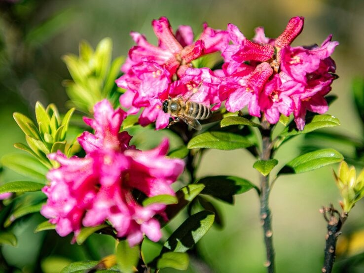 Eine Biene fliegt auf leuchtend pinke Alpenrosenblüten zu, umgeben von glänzendem Laub im Sonnenlicht. | © Shutterstock/Simone Crespiatico