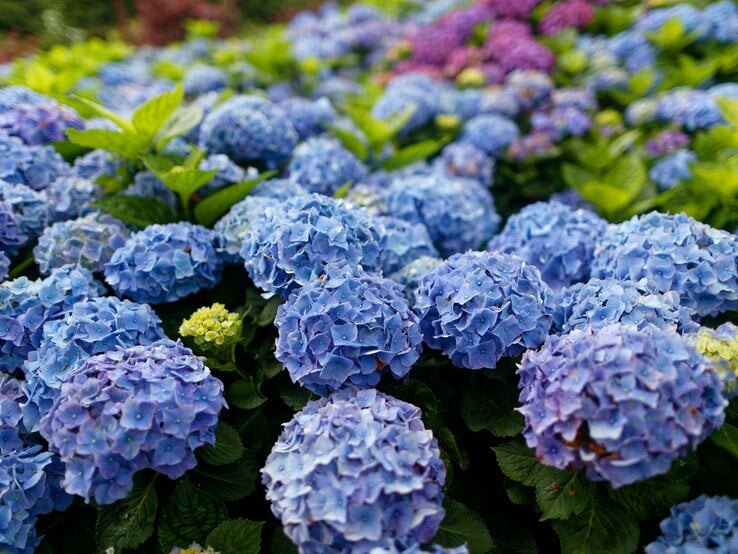 Dicht an dicht blühende blaue und violette Hortensienbälle mit frischem, grünem Laub in einem sommerlichen Gartenbeet.