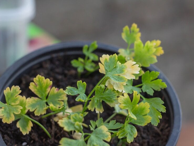 Petersilienpflanze mit gelb verfärbten Blättern wächst in schwarzem Topf mit dunkler Erde auf unscharfem Hintergrund.