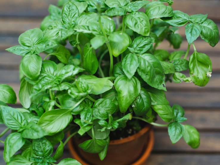 Üppige Basilikumpflanze mit leuchtend grünen, gesunden Blättern in einem Tontopf auf hölzernem Untergrund.