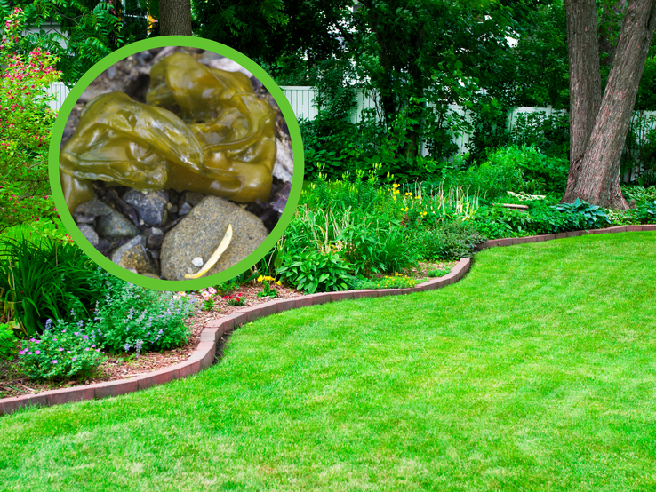 Gepflegter Garten mit Blumenbeeten und Bäumen, im Fokus eine schleimige braune Schnecke auf Kieselsteinen.