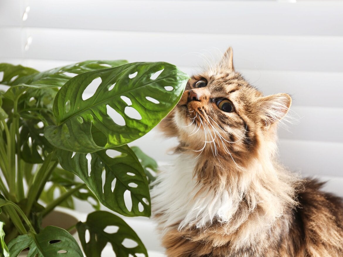 Eine flauschige getigerte Katze mit weißem Fell schnuppert neugierig an den glänzenden Blättern einer Monstera-Pflanze vor heller Jalousie.