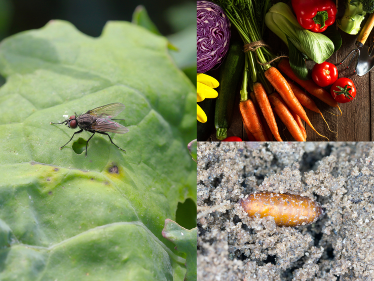 Nahaufnahme einer schwarzen Stubenfliege mit roten Augen auf grünem Blatt mit Fraßloch bei sonnigem Tageslicht.