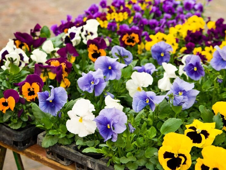 Bunte Stiefmütterchen in Gelb, Lila, Blau und Weiß blühen dicht gepflanzt in schwarzen Pflanzkästen auf einem Holzgestell im Freien.