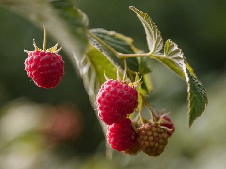 Reife, leuchtend rote Himbeeren hängen an einem Zweig mit grünen Blättern, scharf im Fokus vor verschwommenem, natürlichem Hintergrund.