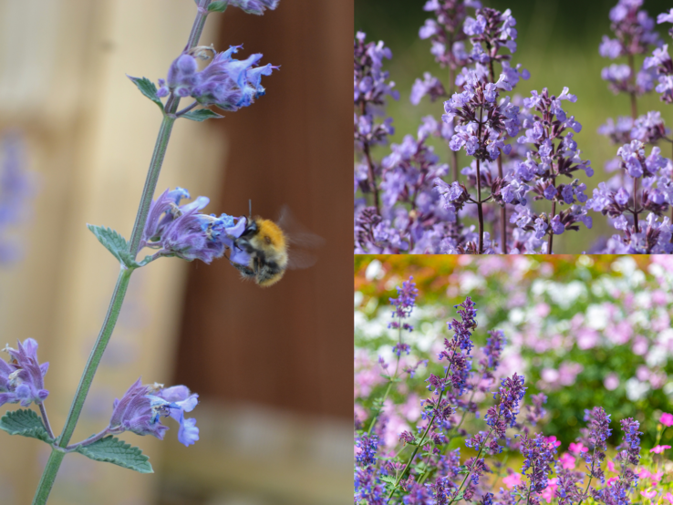 Drei Ansichten violetter Katzenminze: mit Hummel, in voller Blüte auf Wiese und in buntem Sommergarten mit Blütenmeer.