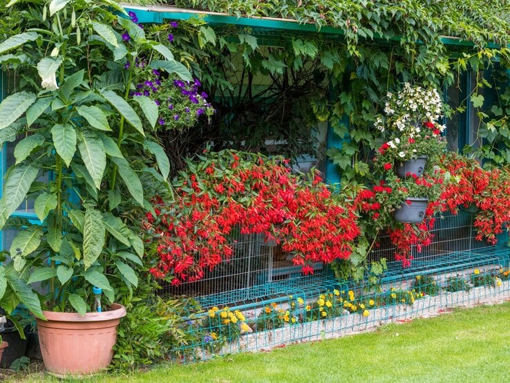 Üppige Balkonbepflanzung mit roten Fuchsien, hängenden Petunien und wildem Wein vor einem blau gestrichenen Gartenhaus.
